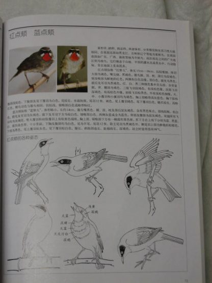 Book of birds (1) - Image 3