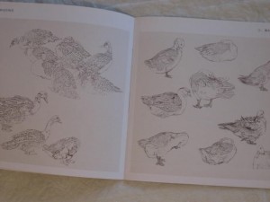 Geese and swans - Image 2