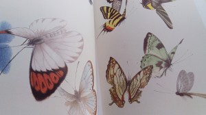 Book of Butterflies - Image 2