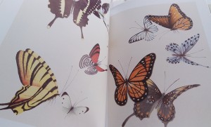 Book of Butterflies - Image 3