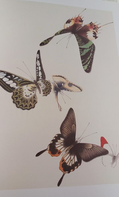 Book of Butterflies - Image 4