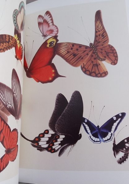 Book of Butterflies - Image 5