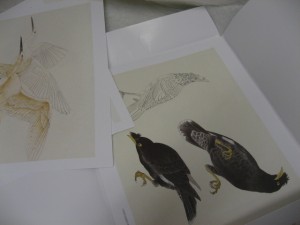 Bird painting-Chinese painting & tattoo flash sketch design references - Image 5