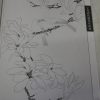 Flowers drawing books-Magnolia - Image 3