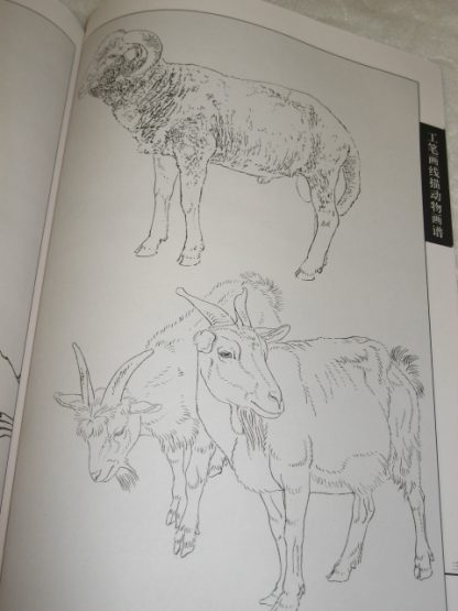 Animal drawing books - cattle; goat & sheep - Image 4