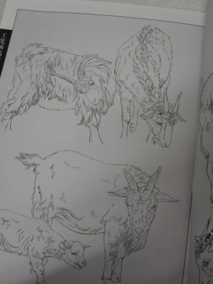 Animal drawing books - cattle; goat & sheep - Image 5