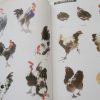 Farmyard fowl - Image 3